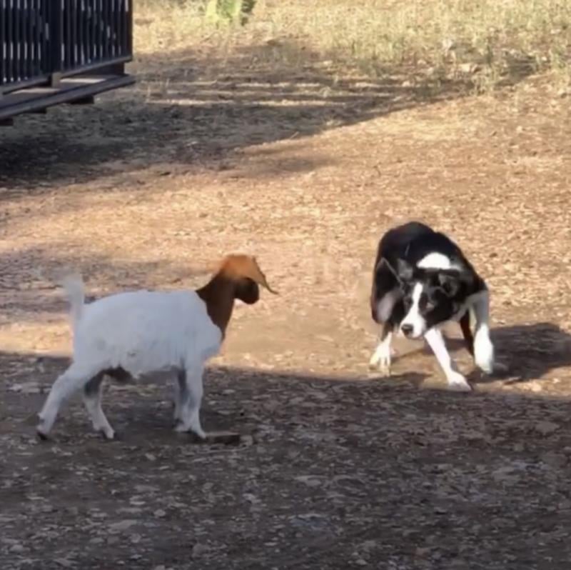Working Dogs